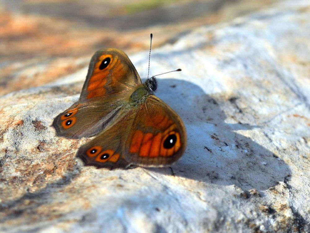 from the series "I touched the world with a loving hand".