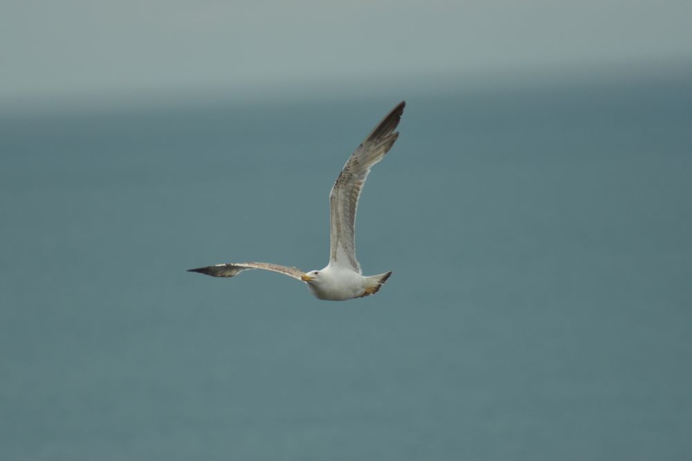 Photograph by Александр Костин