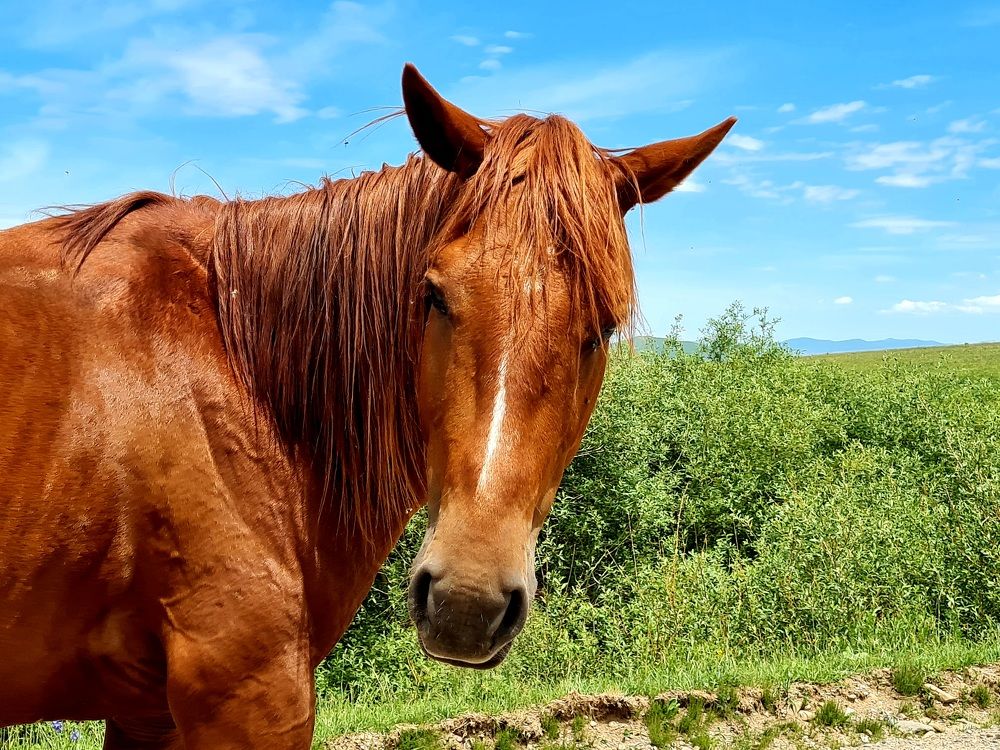Поцелованный огнем