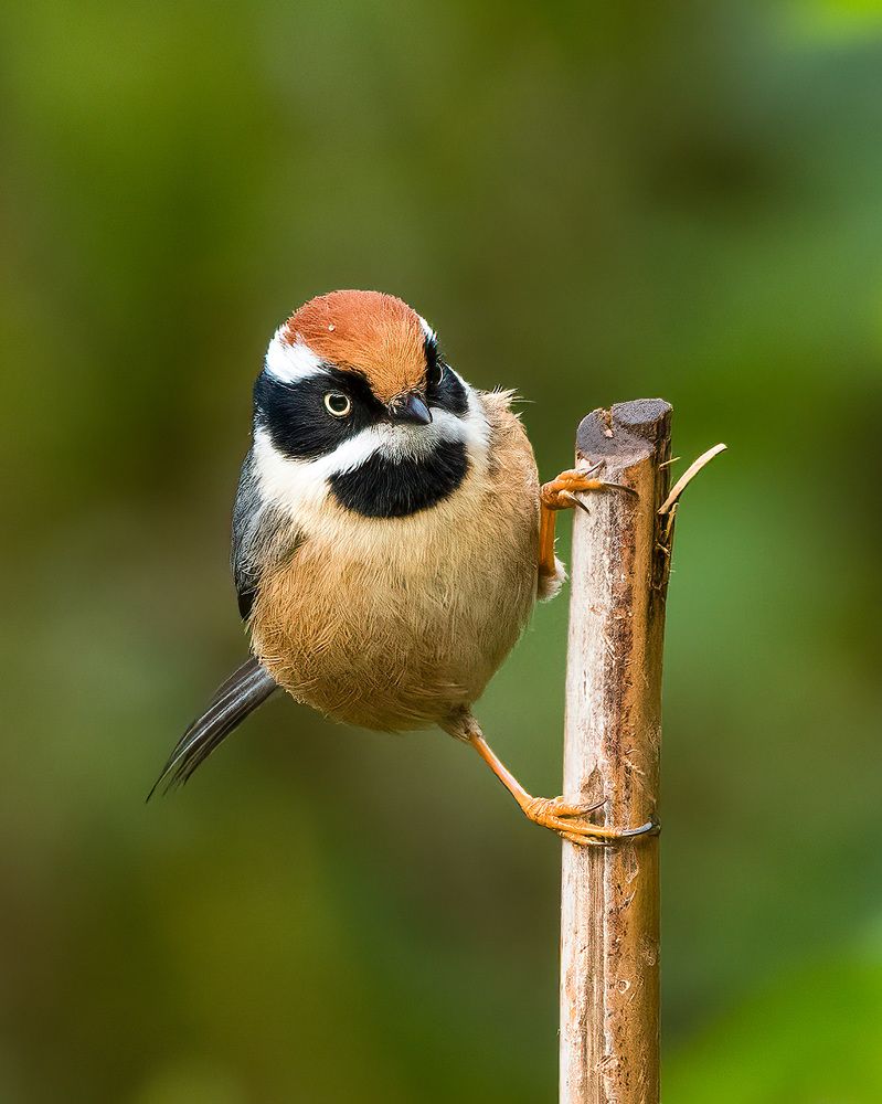 Photograph by Bidyut Saikia