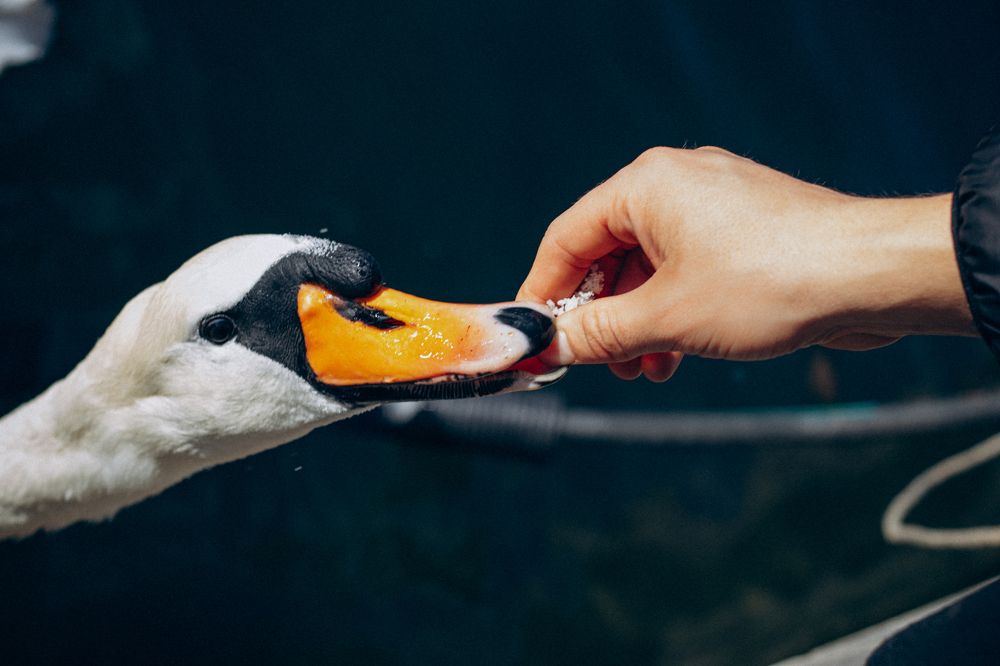 Photograph by Анастасия Кулаковская