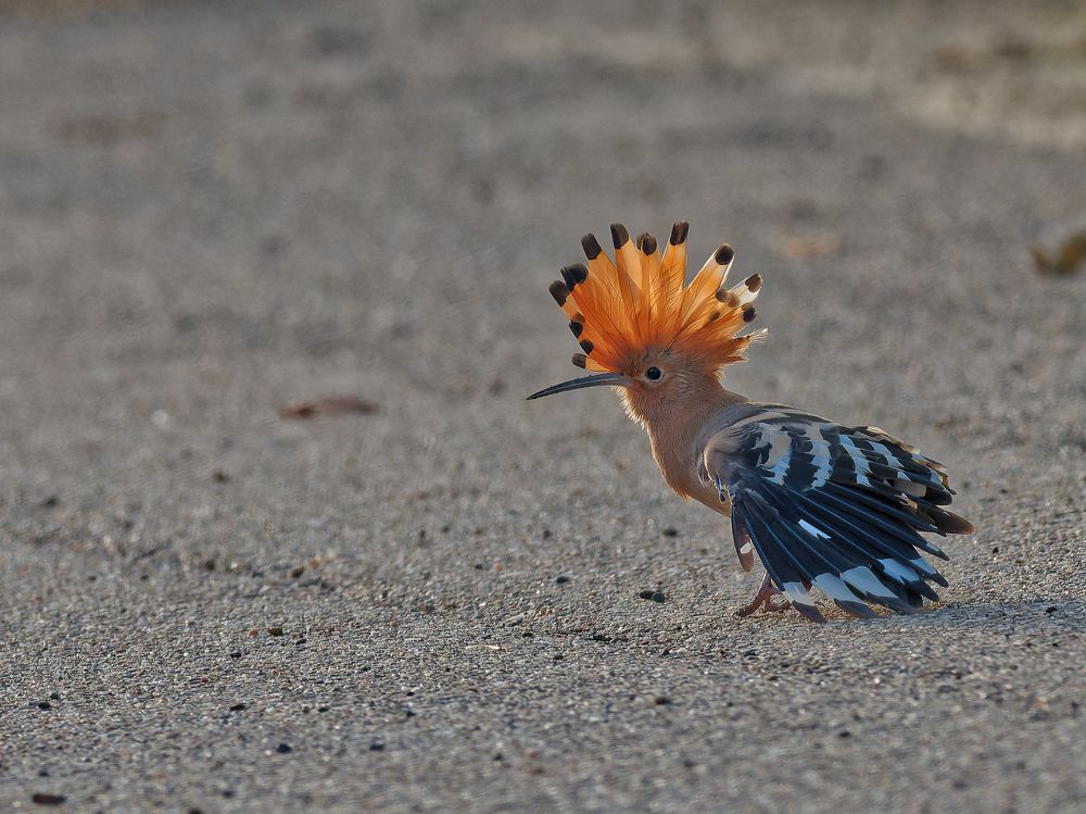 Photograph by RAJESH MAHAJAN