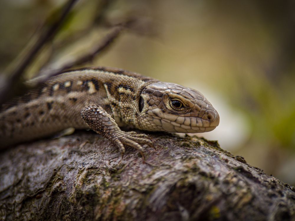 Photograph by Павло Юрасюк