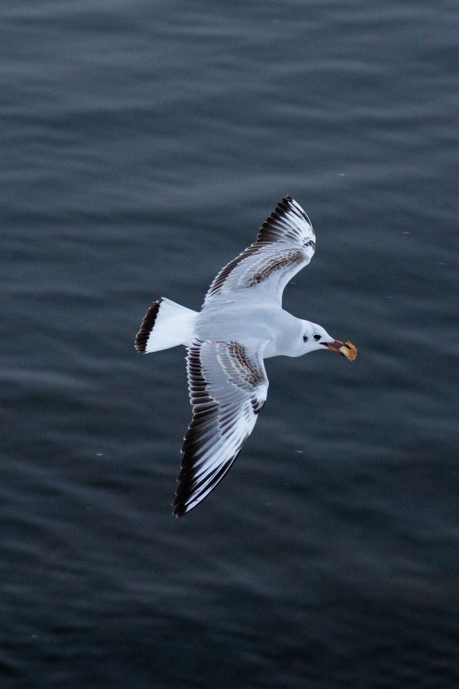 Photograph by Дамир Давронов