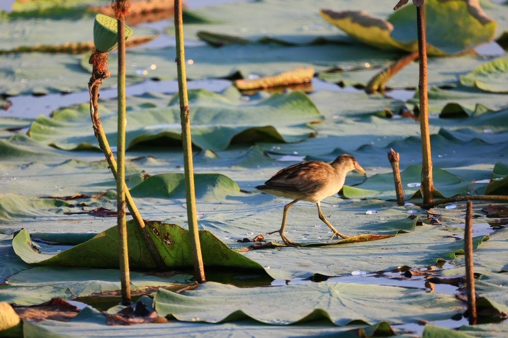 Фотография автора Luqman Hakim