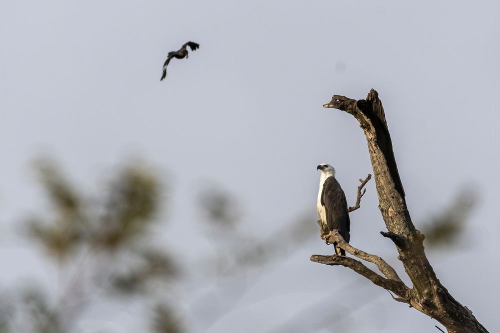 Photograph by M.I.M. Mahir