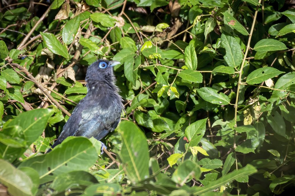 Photograph by M.I.M. Mahir