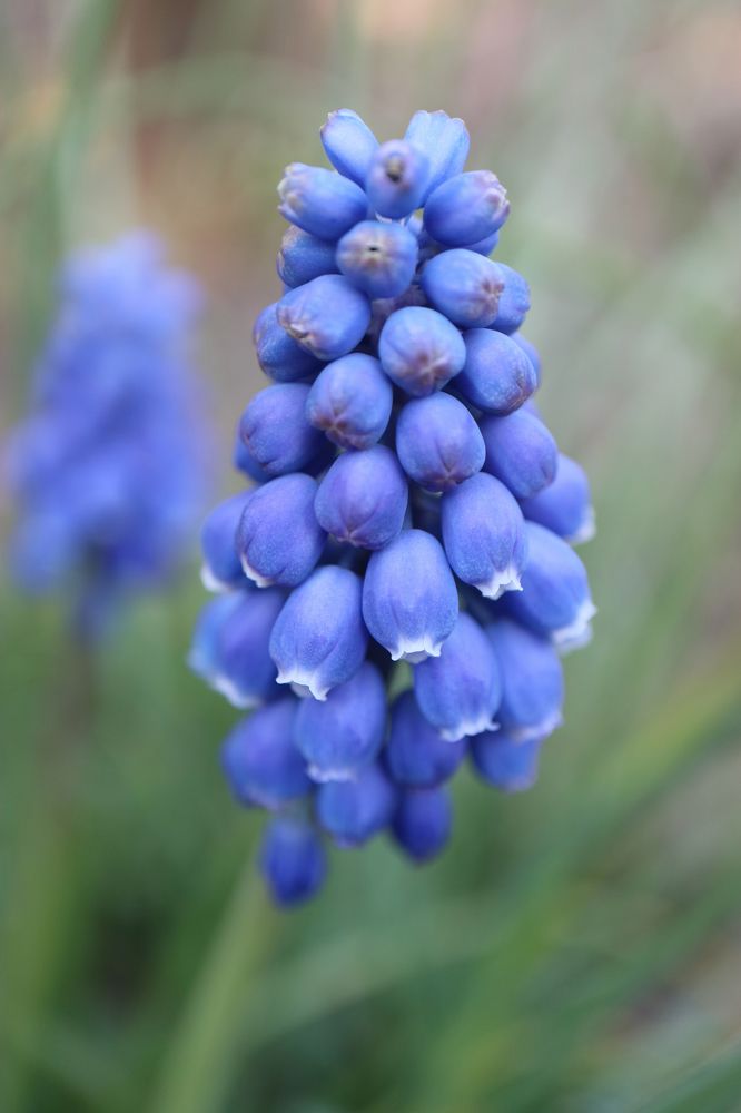Blue Grape Hyacinth
