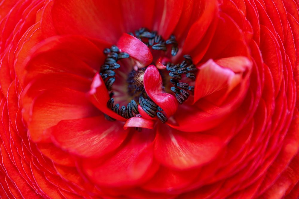 Red ranunculus With Black Stamens