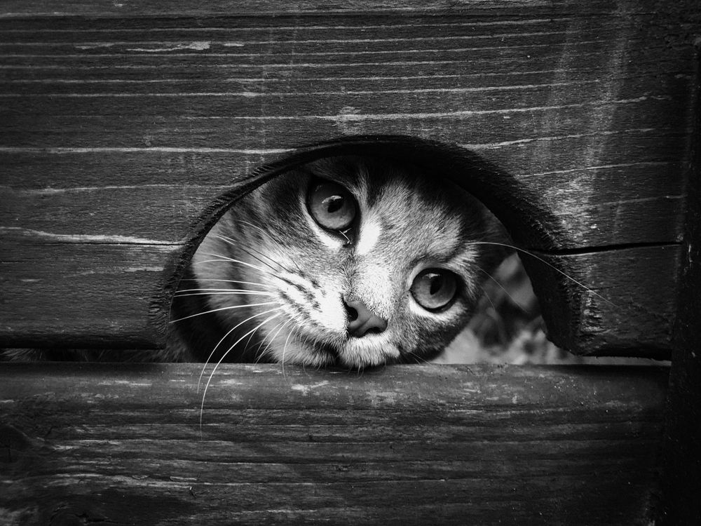 Photograph by Димитрий Осинцев