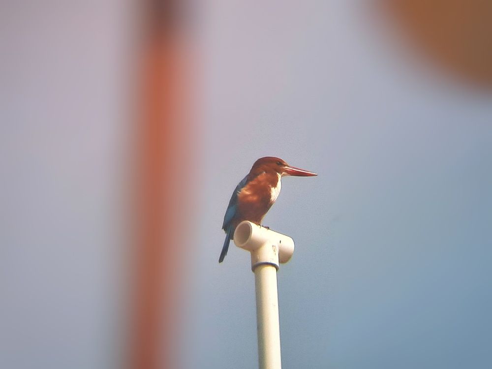 The Kingfisher