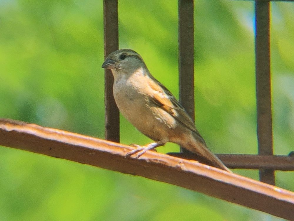 Photograph by Charan s. Yadav