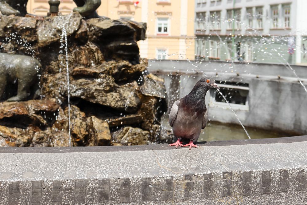 Photograph by Юлиана Шабовта