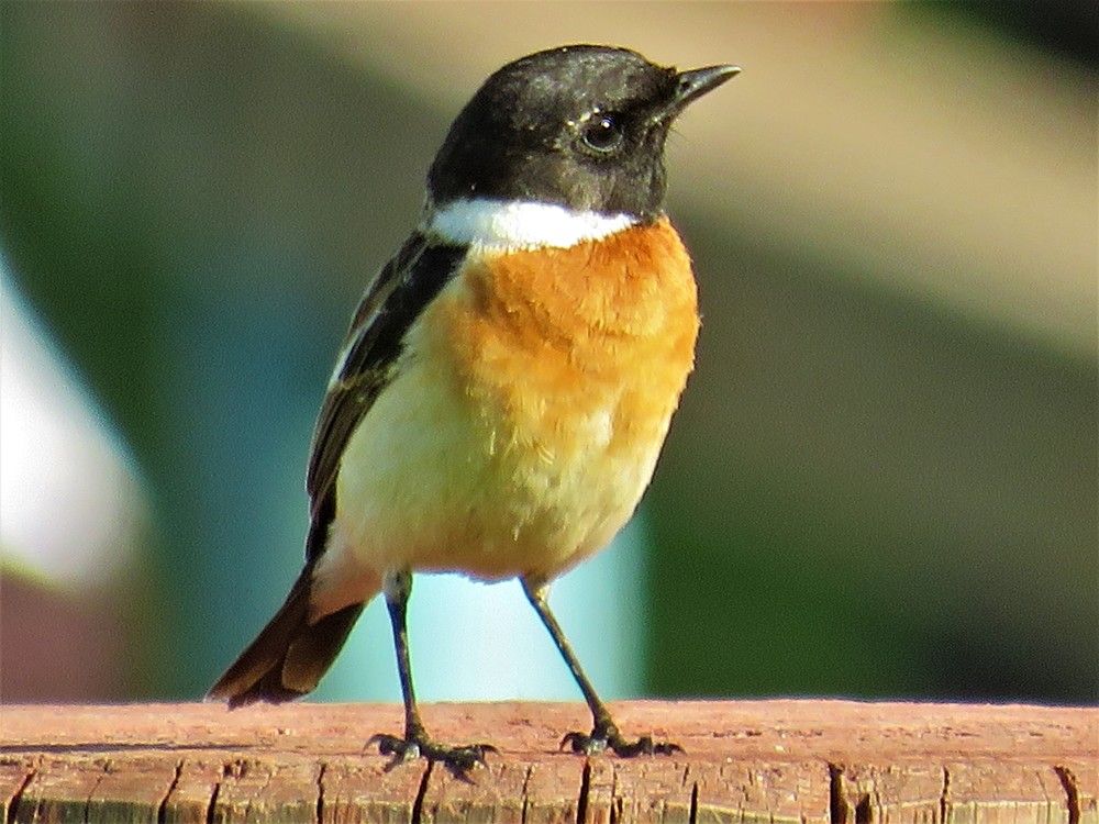 Черноголовый чекан