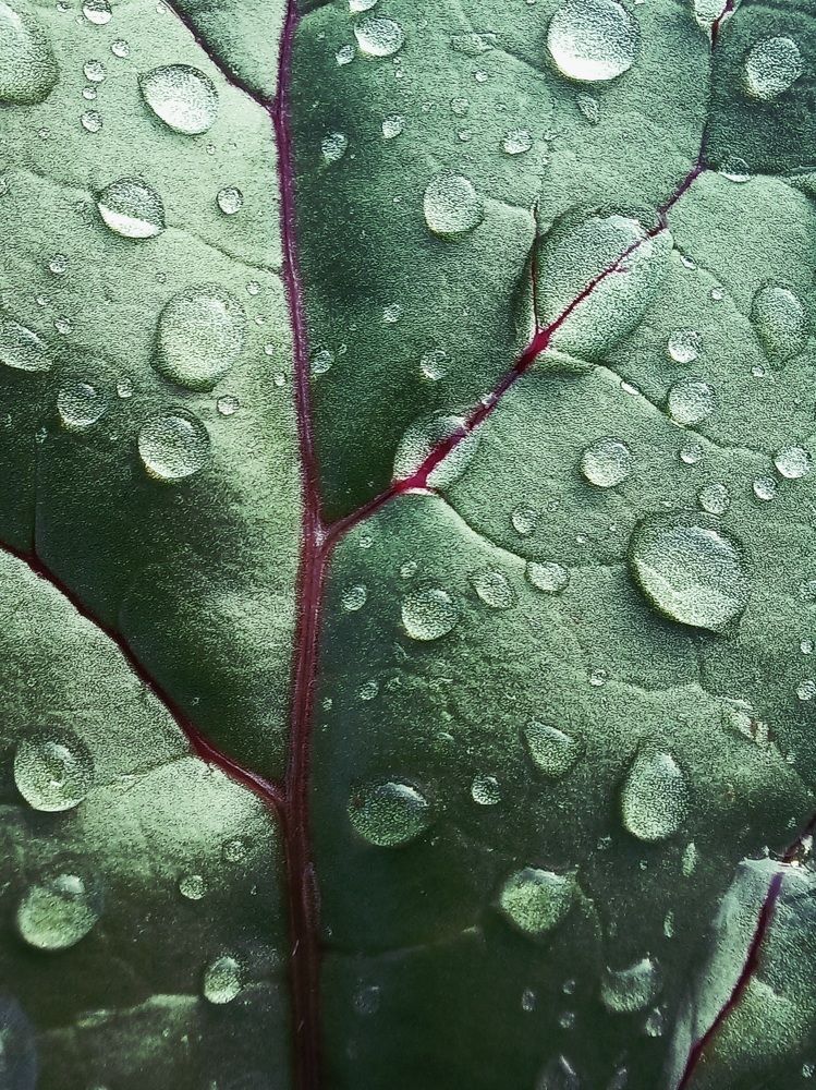 Photograph by Зоя Кулько