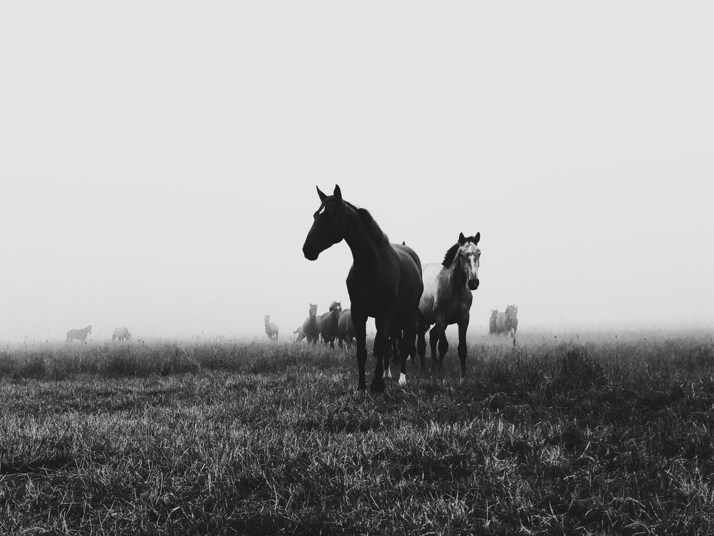 Photograph by Zosia Brońka