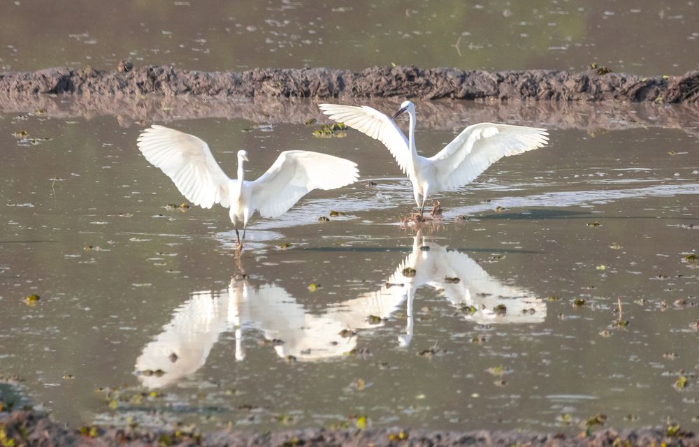 Photograph by Md Matiur Rahman