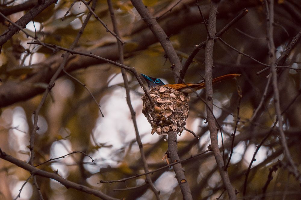 Photograph by Sardar Vaibhavraj Ramkar