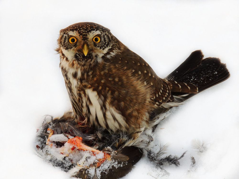 Photograph by  Vladimir