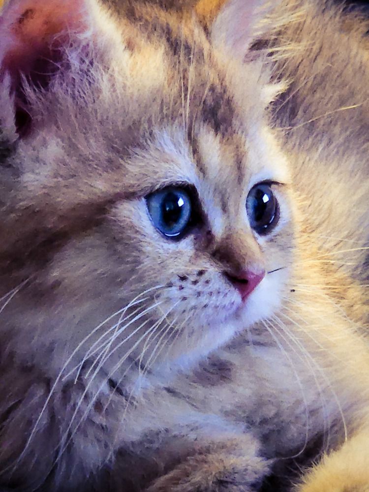 Фотография автора Al