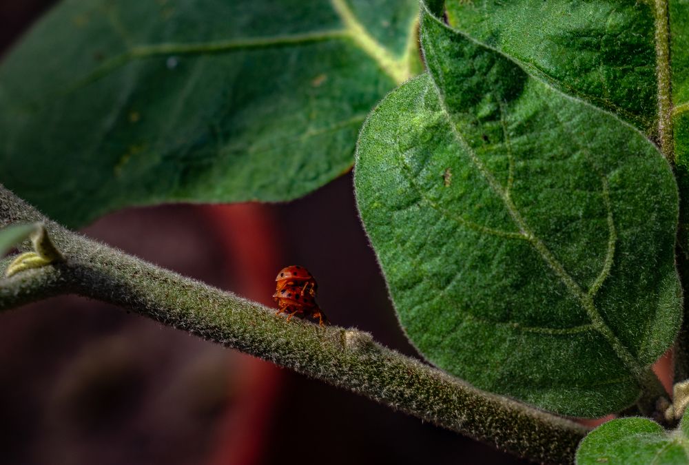 Photograph by Susobhan Biswas
