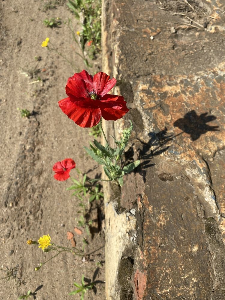 Photograph by Анна Шекурова