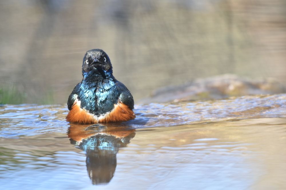 Photograph by Ivo Damen