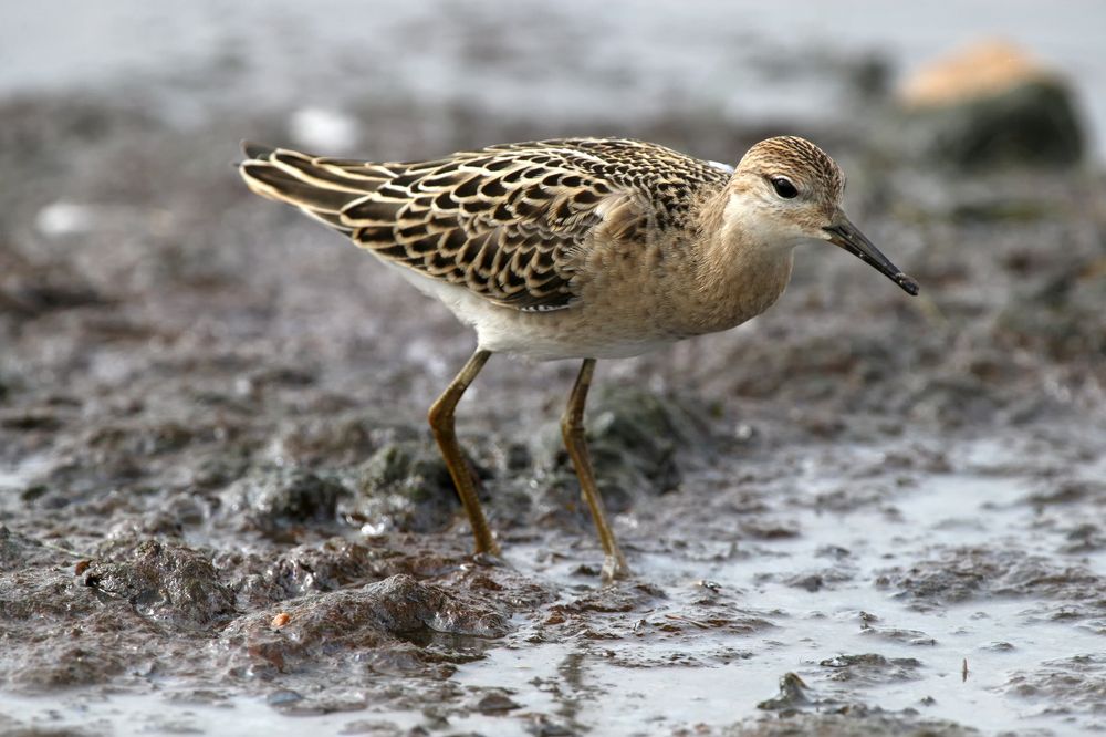 Пора подкрепиться. It's time to eat