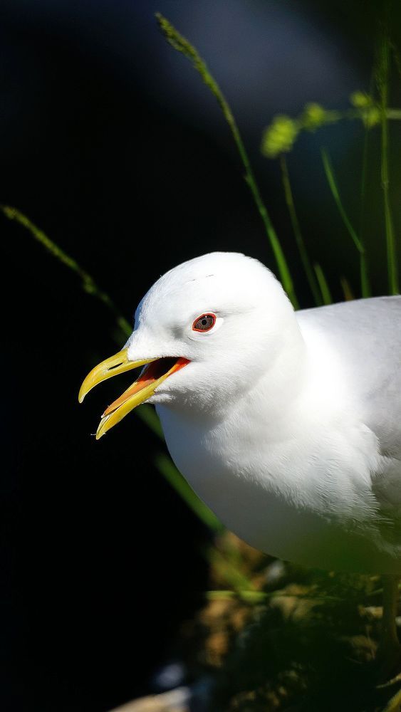 Чайка в каньоне Рускеалы