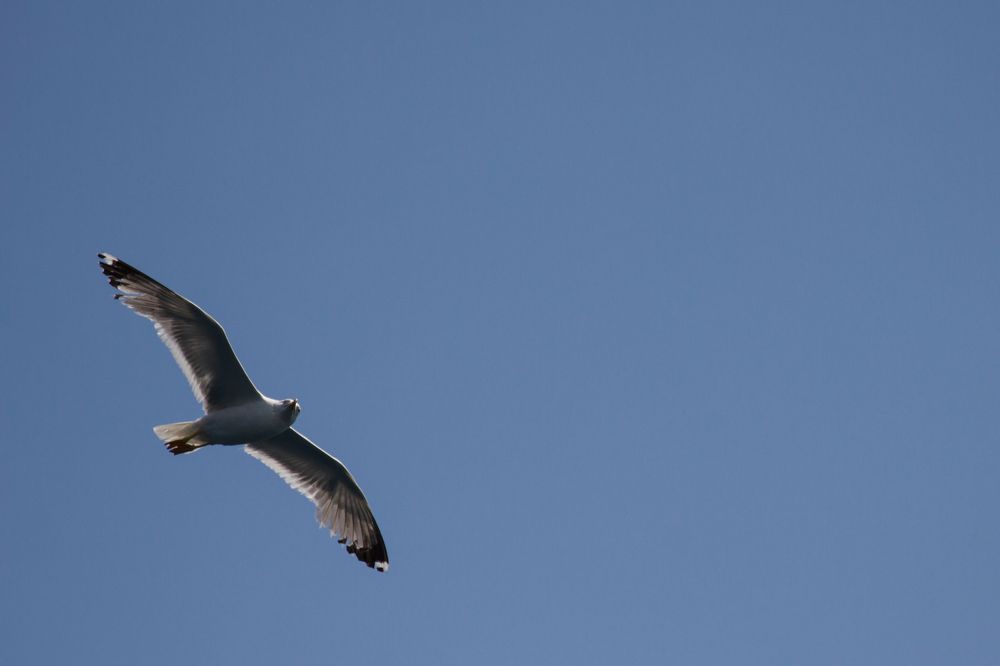 Photograph by Леонид Торговцев