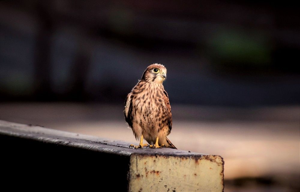 Пустельга. Слёток.
