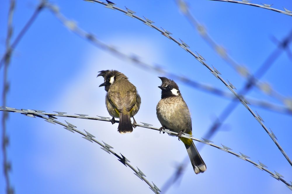 Indian himalayan bulbul