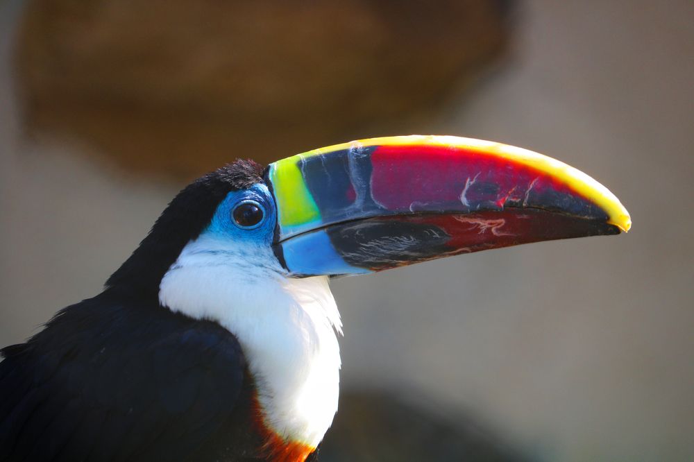 Photograph by Andrea Tijanic