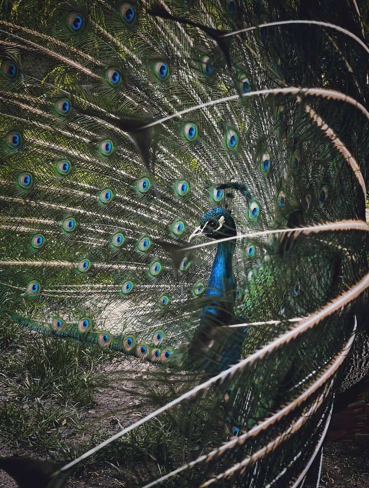 Photograph by Виктория Селютина