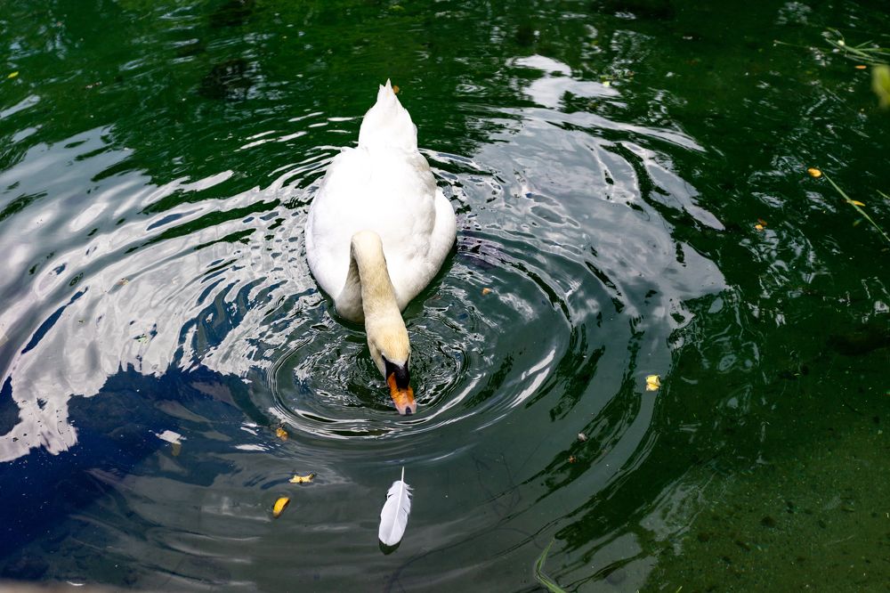 Photograph by Александр Вдовенко