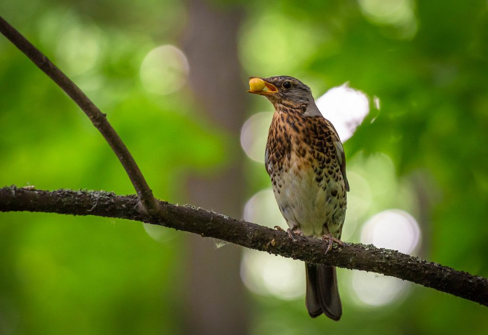 Фотография автора Александр Буренко