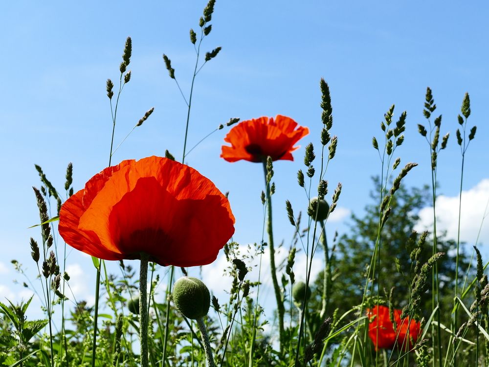 Photograph by Александр Кизим