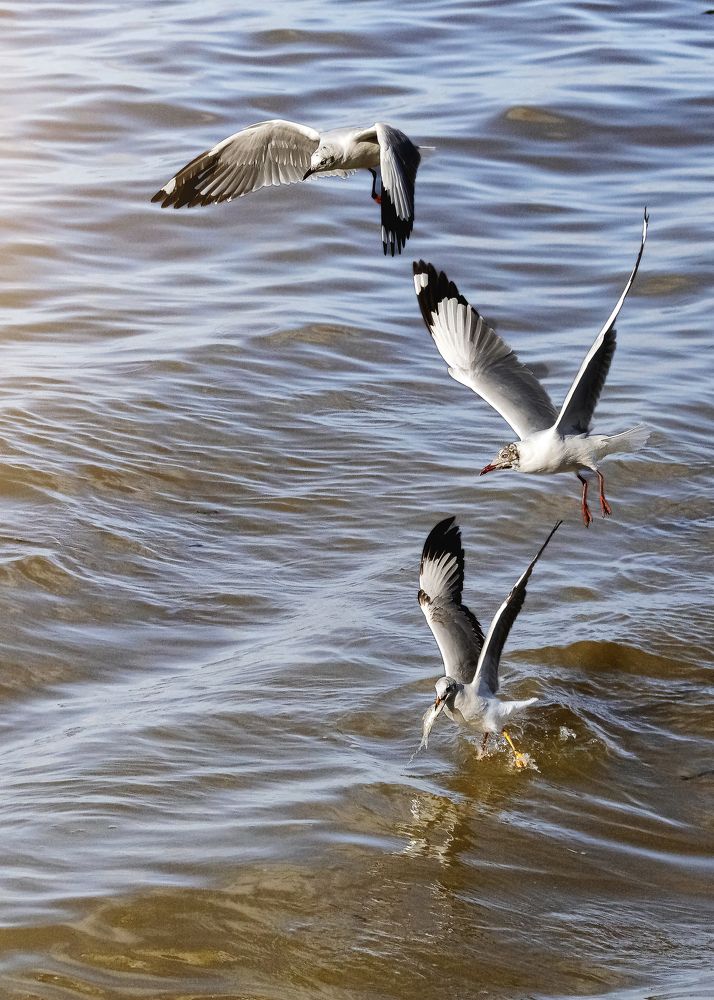 Photograph by Bùi Văn Long