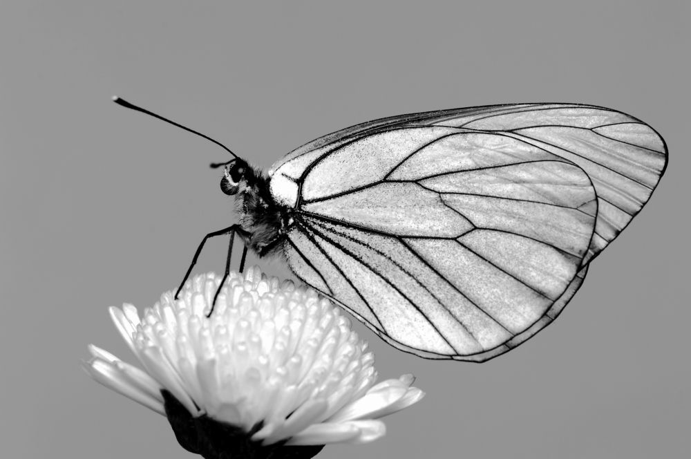 Боярышница