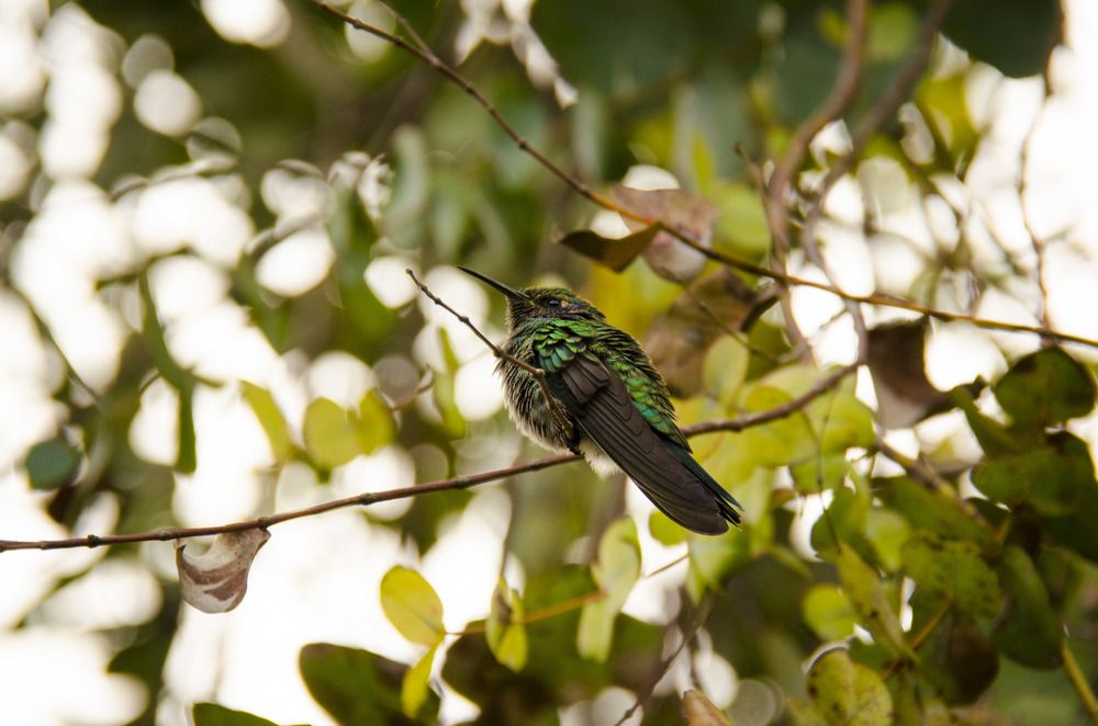Hummingbird - Tecpan