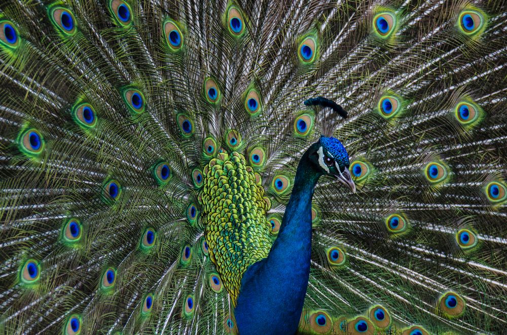 Peacock - Pavo Real