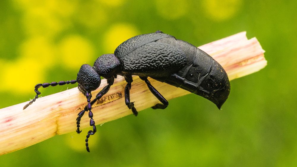 Майка черная