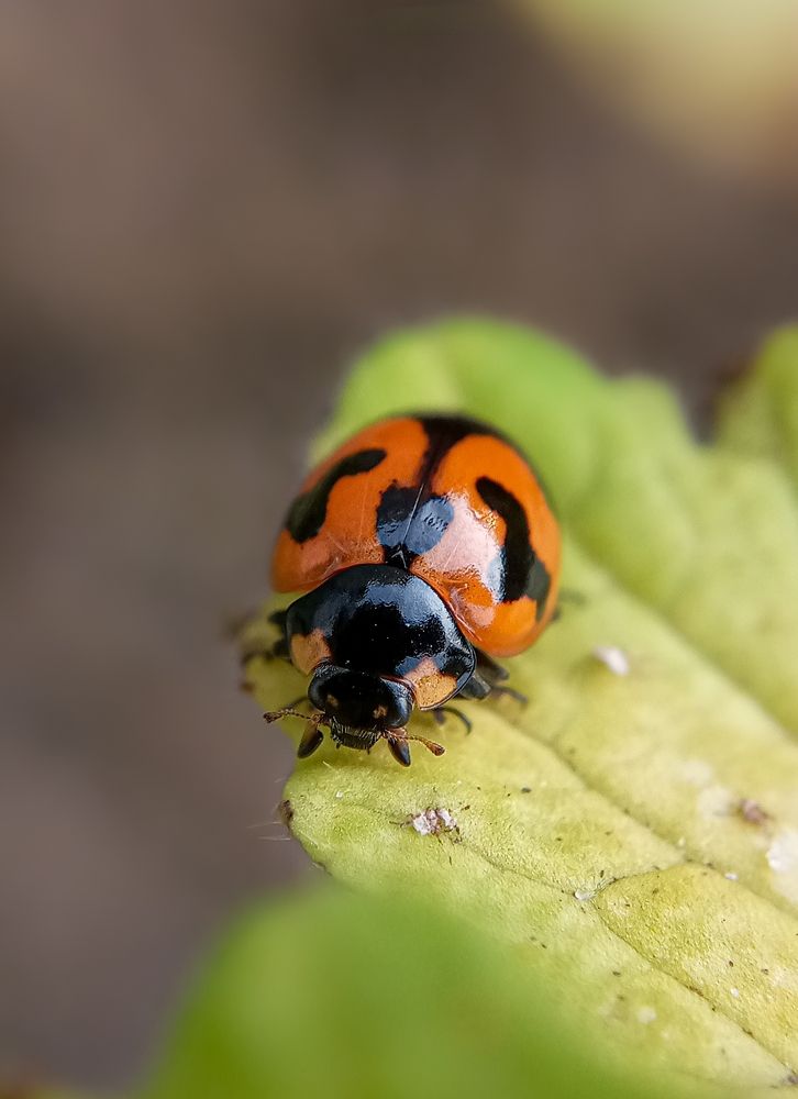 Photograph by Damitha Damitha