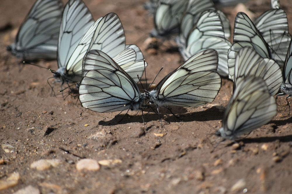 Photograph by Виктор Тюрин