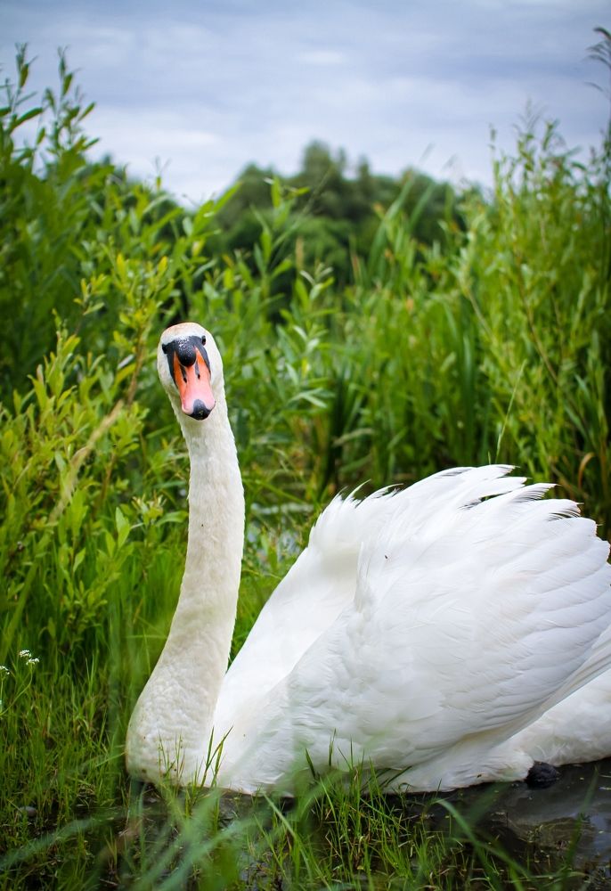 Photograph by Светлана Солдатченкова