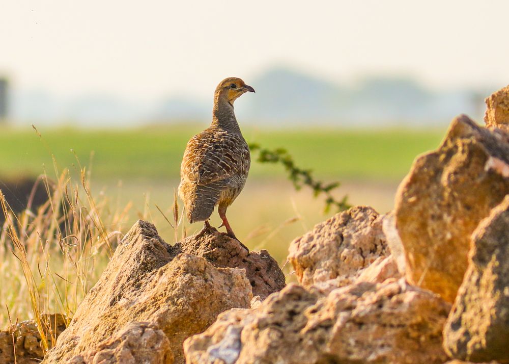 Фотография автора Manish Bhavsar