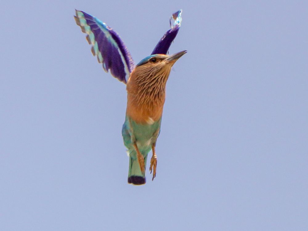 Фотография автора Manish Bhavsar