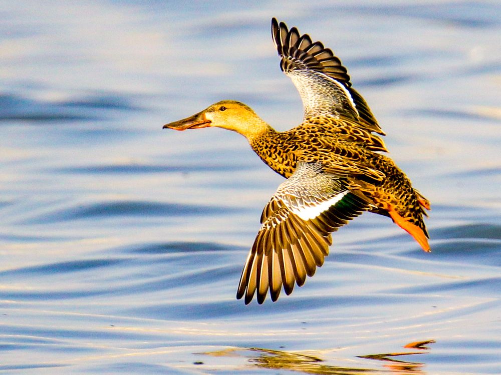 Фотография автора Manish Bhavsar