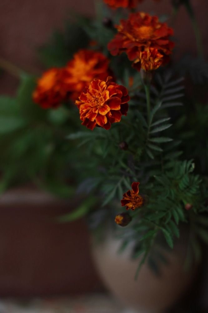 Запах осени