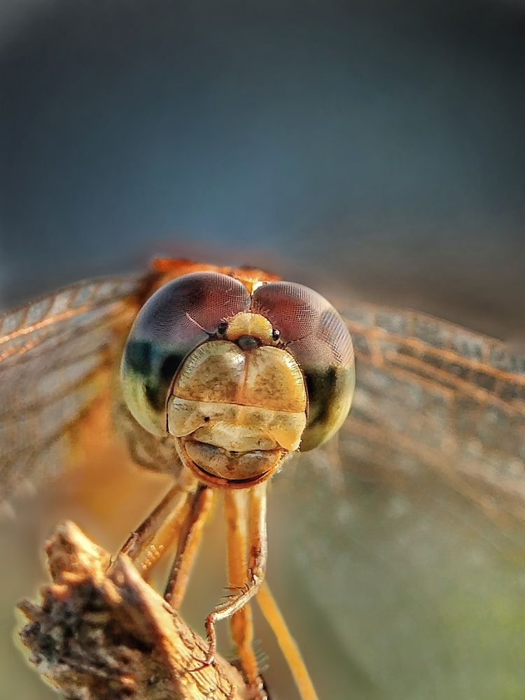 Photograph by Yernaidu Nelipudi